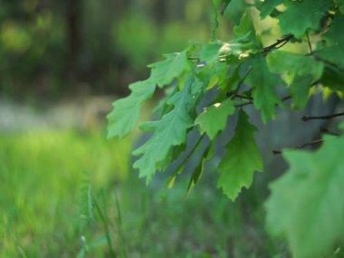 Yeşil meşe yaprakları parkta rüzgarda sallanıyor..