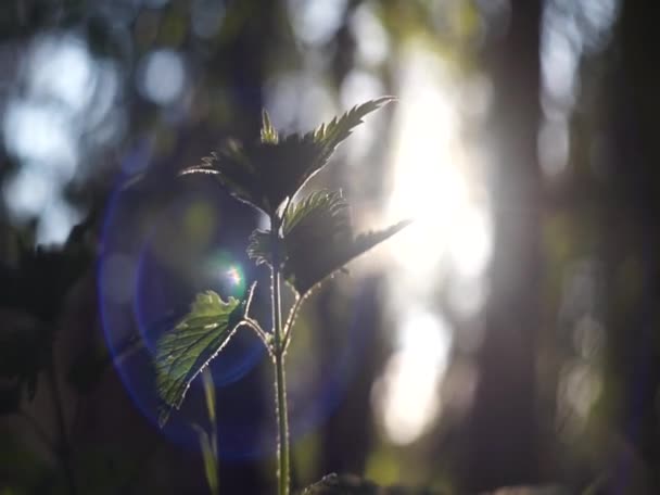 Cercles de soleil brillent à travers les feuilles d'ortie, flou artistique avec bokeh. — Video