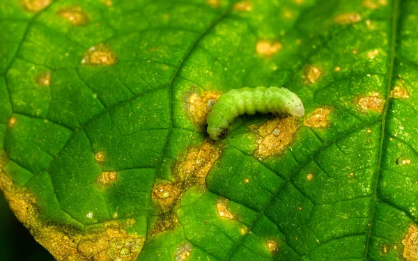 A green caterpillar eats a leaf in the garden. The farmers lost crop. Pest control. — Stockfoto
