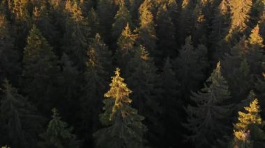 A flight over the tops of green fir trees against the background of the setting sun. Remote forest in the taiga top view