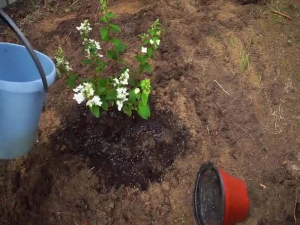 Planting a young tree in the sandy ground in the garden, watering with water. The device of landscape design. — Vídeo de Stock