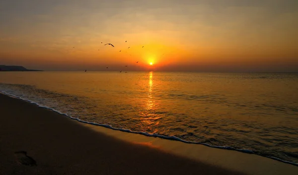 Tramonto cremisi sulla spiaggia. Gli uccelli volano sullo sfondo del sole nascente. Mattina sulla spiaggia. — Foto Stock