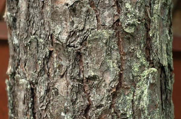 The trunk of a pine tree. Brown bark on a forest pine. — 图库照片