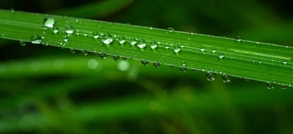 A green leaf of grass in hanging raindrops. Rectangular green background with refreshing dew. — Foto Stock