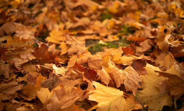 Orange autumn maple leaves lie on the ground in the park. — Fotografia de Stock