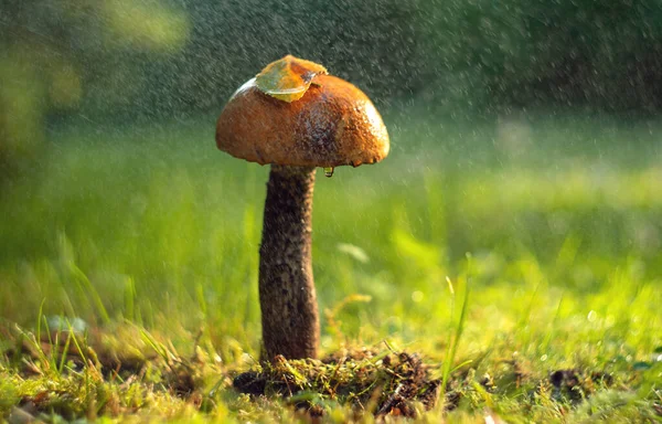 Un hongo comestible en una pierna larga en el bosque bajo gotas de lluvia. Temporada de setas. — Foto de Stock