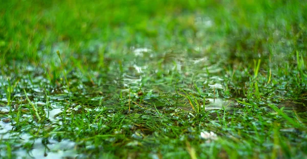 Erba verde inondata di piogge. Pioggia estiva. Fondo rettangolare con erba umida. Inondazioni nei campi. — Foto Stock