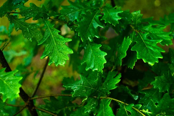 Green oak leaves on a tree in the forest. The oak tree. High quality photo