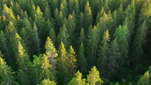 Grüner Wald von oben gesehen. Nationalpark Karelische Landenge. Ein Ausflug in den Wald. Verloren in der Taiga. — Stockvideo