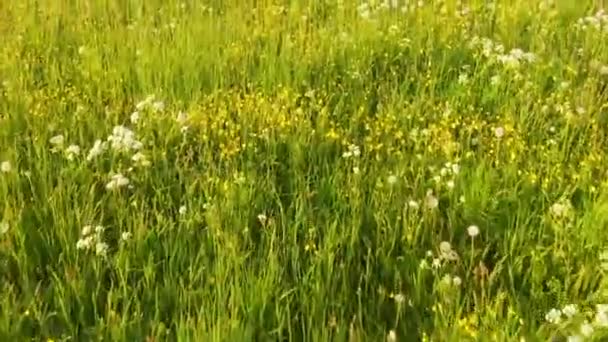 Політ над полем з білими кульбабами. Літнє поле з квітами . — стокове відео