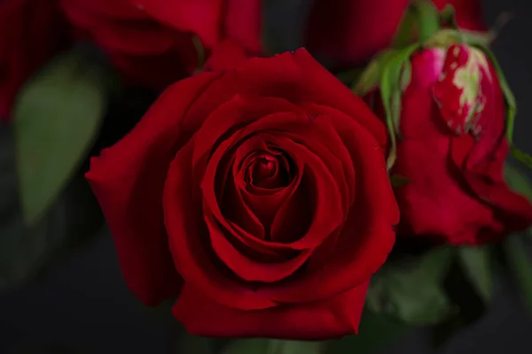 Roses Rouges Sur Fond Noir Avec Flou — Photo