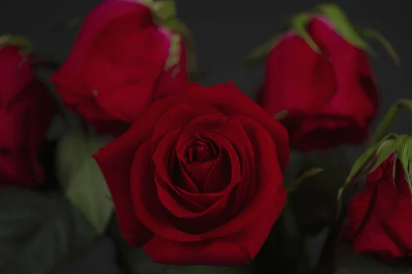 Cinq Roses Rouges Sur Fond Noir Flou — Photo