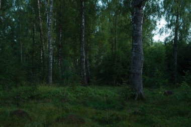 Yeşil huş ağacı bir yaz gününde