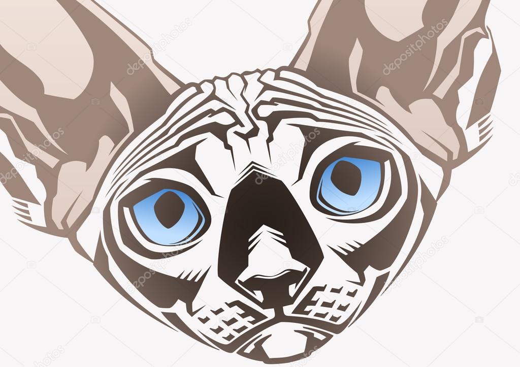 Sphinx cat. Close-up portrait