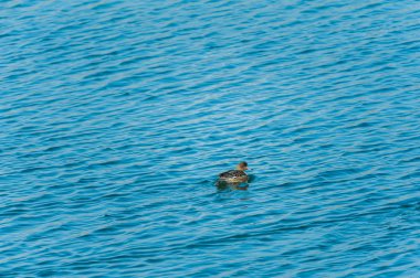 kuşlar birbirine yapışıyor