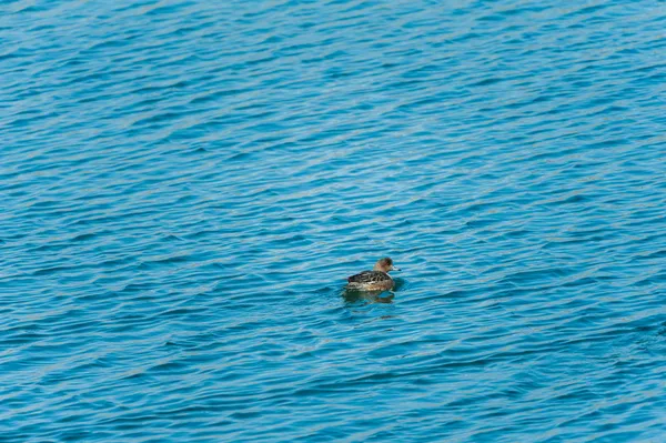 Vogels van een veer plakken aan elkaar — Stockfoto