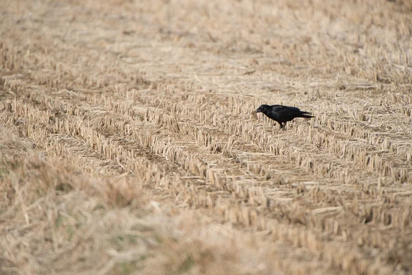 Vögel einer Feder kleben zusammen — Stockfoto