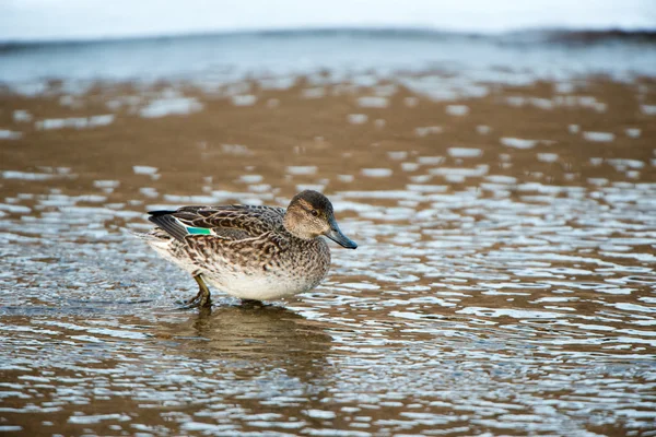 Birds of a feather stick together — Stock Photo, Image