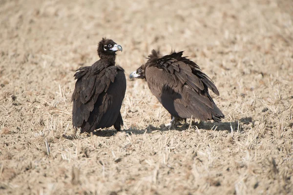 Birds of a feather stick together — Stock Photo, Image