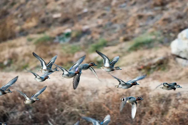 Birds of a feather stick together — Stock Photo, Image