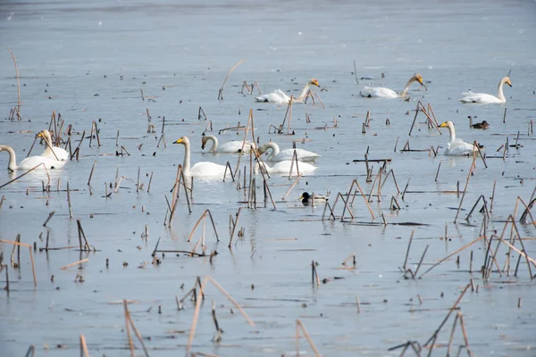 Vogels van een veer plakken aan elkaar — Stockfoto