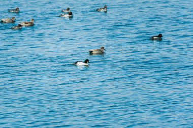 kuşlar birbirine yapışıyor