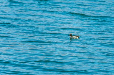 kuşlar birbirine yapışıyor