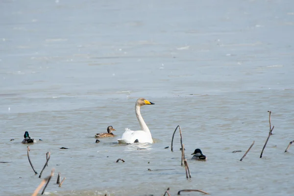 Vogels van een veer plakken aan elkaar — Stockfoto