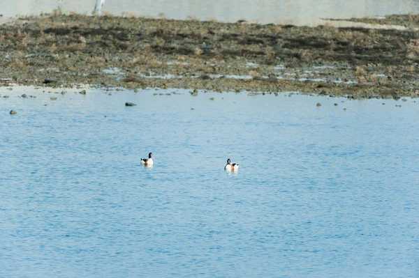 Vogels van een veer plakken aan elkaar — Stockfoto