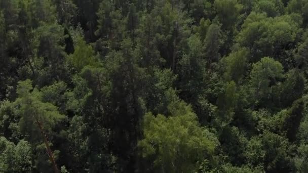 照相机在森林上空飞舞，镜框从地平线上的森林中升起 — 图库视频影像