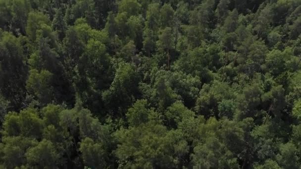 Камера летить над лісом, а рама піднімається з лісу на горизонті — стокове відео