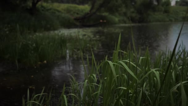 La cámara dispara a un lago del bosque durante la lluvia desde la orilla a través de la hierba. Imágenes de stock libres de derechos