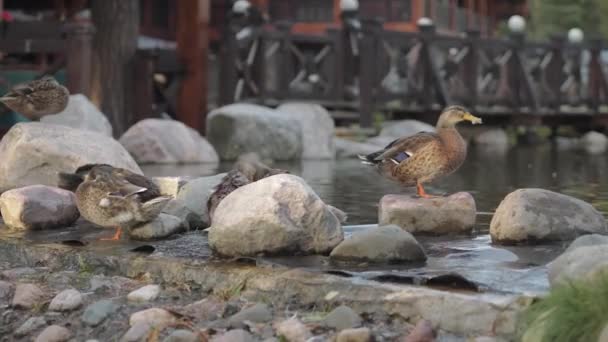 Ducks on sunny summer day walk along the shore with large stones along the lake Imágenes de stock libres de derechos