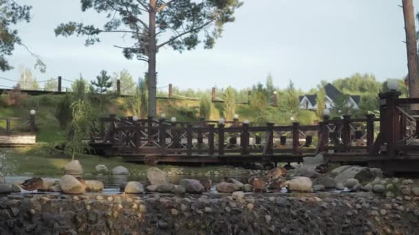 Ducks on sunny summer day walk along the shore with large stones along the lake 图库视频