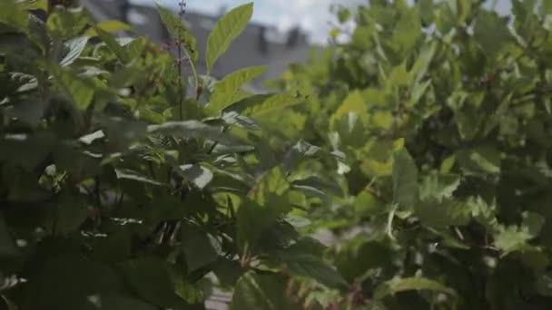 De groene bladeren van de struik waaien op een zonnige dag in de wind Stockvideo
