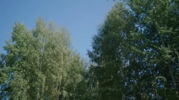 夏日阳光灿烂，从地面俯瞰白桦林. 图库视频片段