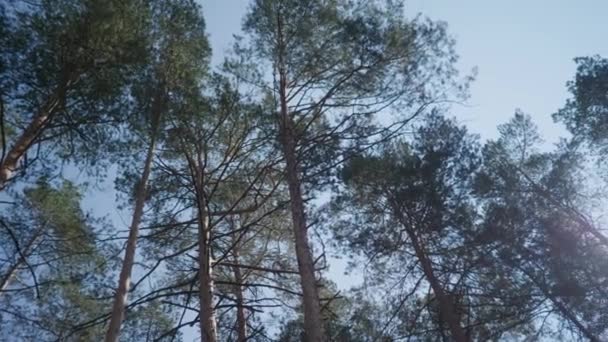 Una vista de abajo hacia arriba de las copas de los árboles en un bosque de pinos en un día soleado de verano Video de stock libre de derechos