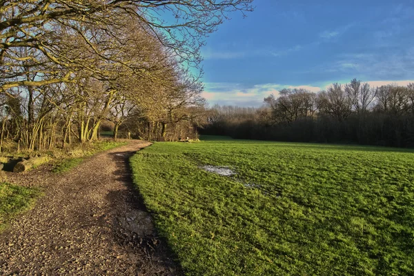 Chemin de prairie . — Photo