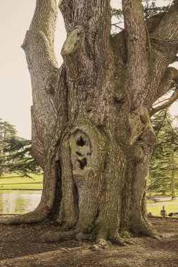 büyük ağaç gövdesi