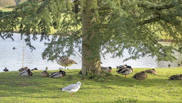 Wild ducks — Stock Photo, Image