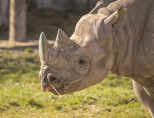 Rhinoceros portrait — Stock Photo, Image