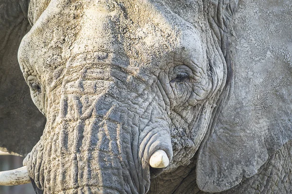 Elephant — Stock Photo, Image