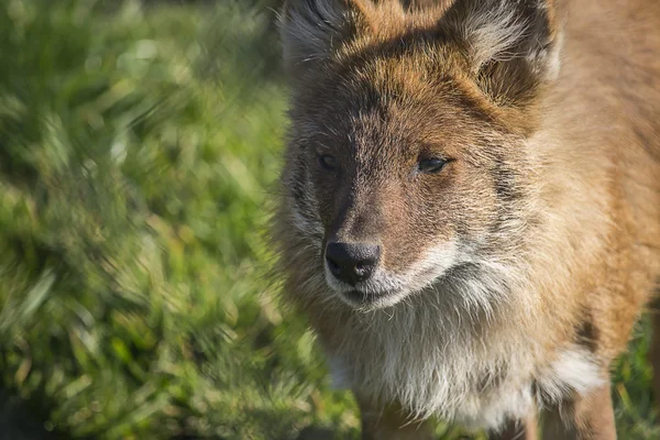 Aziatische wilde hond — Stockfoto