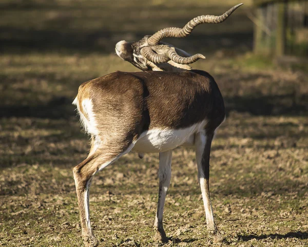 Antilope cervicapra — Foto Stock