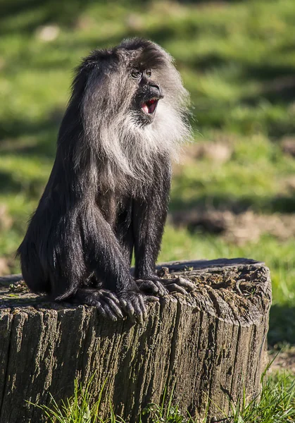 Aslan kuyruklu makak — Stok fotoğraf