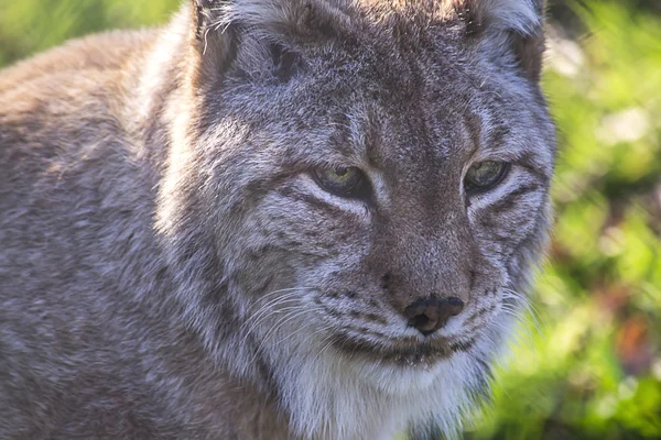 Lynx portret — Stockfoto