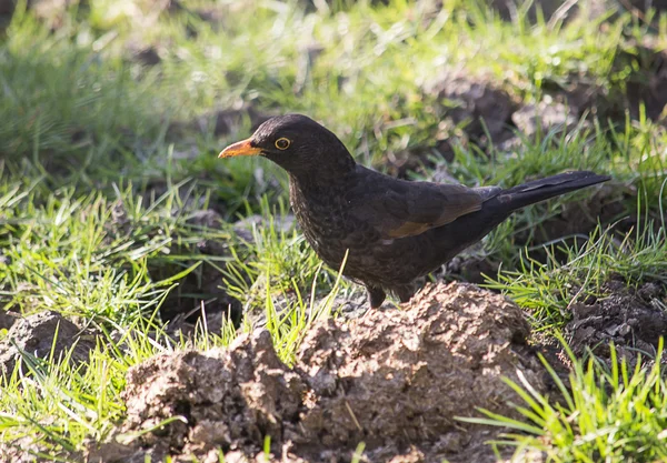 Amsel — Stockfoto