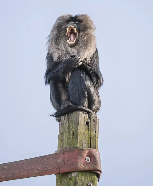 Lev sledoval macaque křik — Stock fotografie