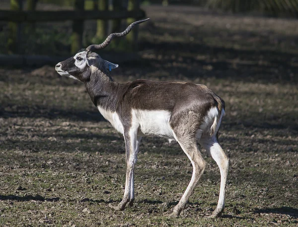 Antilopa Jelení s jedním paroh — Stock fotografie