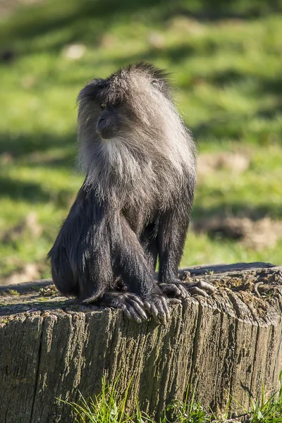 Macaque à queue de lion — Photo